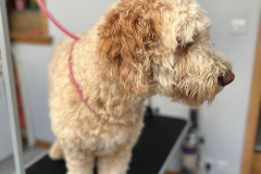 pawsomepals-dog-grooming-25