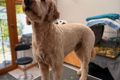 pawsomepals-dog-grooming-26