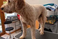 pawsomepals-dog-grooming-27