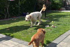 pawsomepals-dog-grooming-28