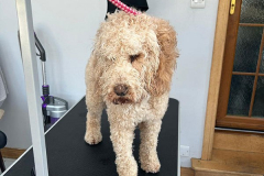 pawsomepals-dog-grooming-3
