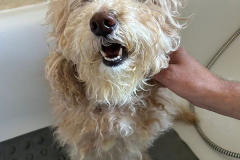 pawsomepals-dog-grooming-30