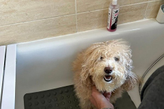 pawsomepals-dog-grooming-31
