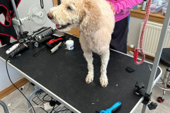 pawsomepals-dog-grooming-32