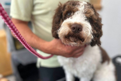 pawsomepals-dog-grooming-33