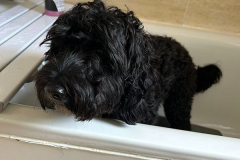 pawsomepals-dog-grooming-35