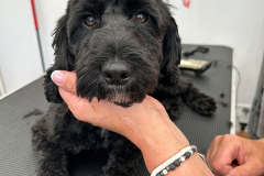 pawsomepals-dog-grooming-36