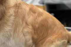 pawsomepals-dog-grooming-38