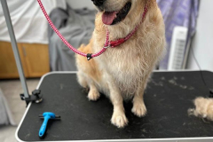 pawsomepals-dog-grooming-39