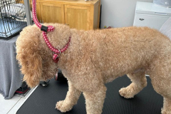 pawsomepals-dog-grooming-4