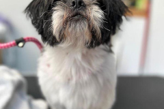 pawsomepals-dog-grooming-40