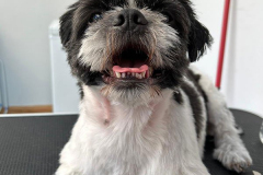 pawsomepals-dog-grooming-41