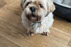 pawsomepals-dog-grooming-42