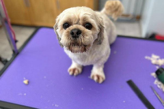 pawsomepals-dog-grooming-43