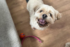 pawsomepals-dog-grooming-44