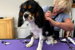 pawsomepals-dog-grooming-45