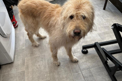 pawsomepals-dog-grooming-46