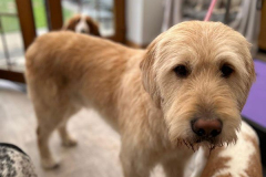 pawsomepals-dog-grooming-47