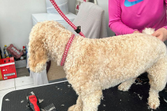 pawsomepals-dog-grooming-5