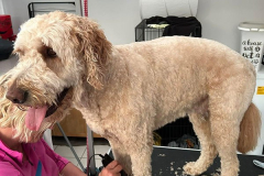 pawsomepals-dog-grooming-6