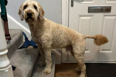 pawsomepals-dog-grooming-7