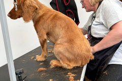 pawsomepals-dog-grooming-8
