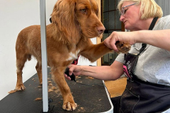 pawsomepals-dog-grooming-9