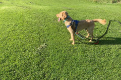 pawsomepals-dog-walking-02