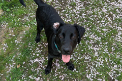 pawsomepals-dog-walking-04