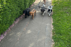 pawsomepals-dog-walking-05