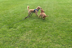 pawsomepals-dog-walking-06