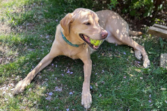 pawsomepals-dog-walking-07