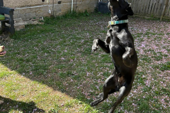 pawsomepals-dog-walking-08