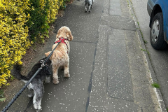 pawsomepals-dog-walking-09