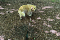 pawsomepals-dog-walking-10