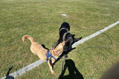 pawsomepals-dog-walking-11