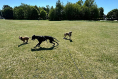 pawsomepals-dog-walking-12