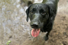 pawsomepals-dog-walking-13