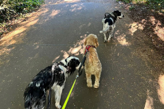 pawsomepals-dog-walking-15