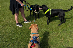 pawsomepals-dog-walking-16