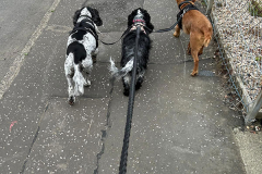 pawsomepals-dog-walking-17