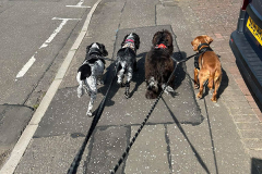 pawsomepals-dog-walking-18