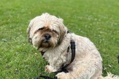 pawsomepals-dog-walking-19