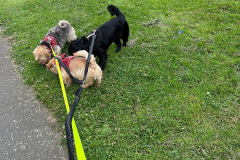 pawsomepals-dog-walking-20