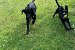 pawsomepals-dog-walking-21