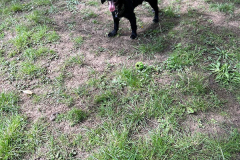 pawsomepals-dog-walking-22