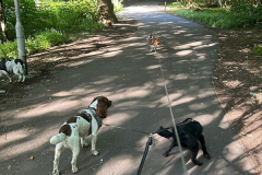 pawsomepals-dog-walking-23