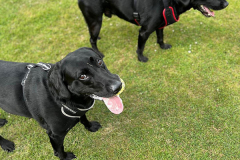 pawsomepals-dog-walking-24