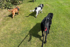 pawsomepals-dog-walking-25