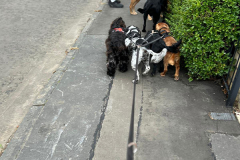 pawsomepals-dog-walking-26